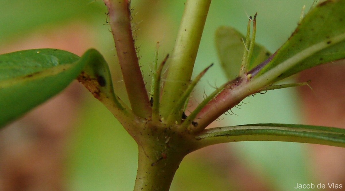 Knoxia spicata (Thwaites ex Trimen) Ridsdale